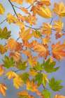 USA-Washington State-Seabeck Vine maple branch in autumn Art Print